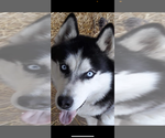Small Photo #1 Siberian Husky Puppy For Sale in BETHALTO, IL, USA