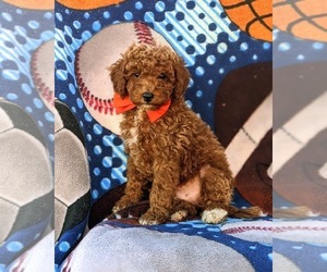 Cavapoo Puppy for sale in QUARRYVILLE, PA, USA