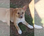 Small Photo #6 Australian Shepherd-Unknown Mix Puppy For Sale in McDonough, GA, USA
