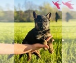 Small Photo #18 German Shepherd Dog Puppy For Sale in ROCKFIELD, KY, USA