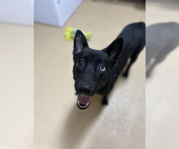 Medium Photo #1 German Shepherd Dog-Unknown Mix Puppy For Sale in Chula Vista, CA, USA