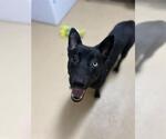 Small German Shepherd Dog Mix