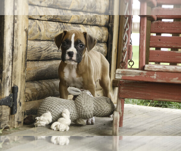 Medium Photo #1 Boxer Puppy For Sale in SHIPSHEWANA, IN, USA