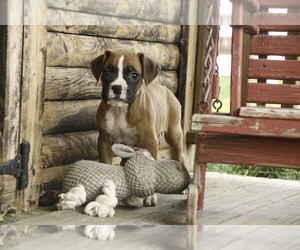 Boxer Puppy for sale in SHIPSHEWANA, IN, USA