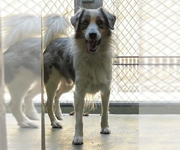 Medium Photo #1 Australian Shepherd-Unknown Mix Puppy For Sale in Downey, CA, USA