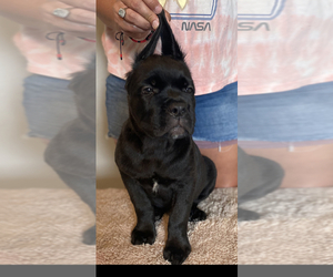 Cane Corso Puppy for sale in HARVEY, LA, USA