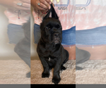Small Photo #1 Cane Corso Puppy For Sale in HARVEY, LA, USA