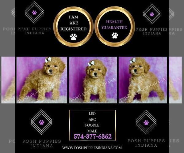 Medium Photo #7 Poodle (Miniature) Puppy For Sale in WARSAW, IN, USA