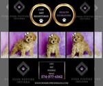 Small Photo #100 Poodle (Miniature) Puppy For Sale in WARSAW, IN, USA