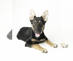 Stoney - M - Male German Shepherd Dog Dog for Adoption - Photo #4