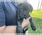 Small Photo #6 Bullmastiff Puppy For Sale in LAPEER, MI, USA