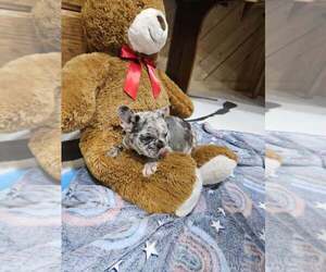 French Bulldog Puppy for sale in MILLERSBURG, OH, USA
