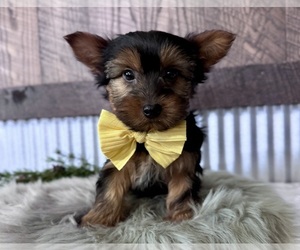 Yorkshire Terrier Puppy for sale in NAPPANEE, IN, USA