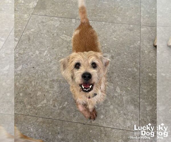 Medium Photo #5 Unknown-Wheaten Terrier Mix Puppy For Sale in Washington, DC, USA