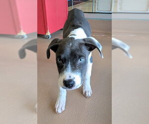 Mutt Dogs for adoption in Plano, TX, USA