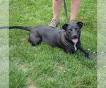 Small #4 American Staffordshire Terrier Mix