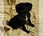 Small Photo #5 Mutt Puppy For Sale in Columbus, IN, USA