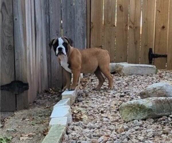 Medium Photo #2 Olde English Bulldogge Puppy For Sale in AUSTIN, TX, USA