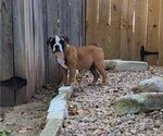 Small #1 Olde English Bulldogge