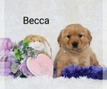 Puppy Becca Golden Retriever
