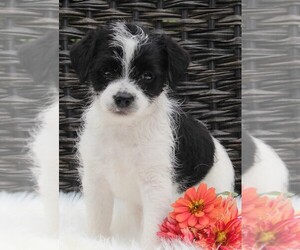 Jack Russell Terrier-Poodle (Toy) Mix Puppy for sale in FREDERICKSBURG, OH, USA