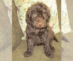 Small Photo #6 Aussie-Poo-Aussiedoodle Mix Puppy For Sale in LINCOLN, AL, USA