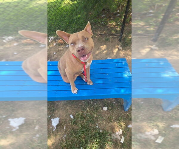 Medium Photo #2 Mutt Puppy For Sale in Evansville, IN, USA