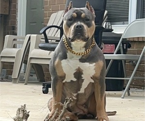 Mother of the American Bully puppies born on 06/24/2025