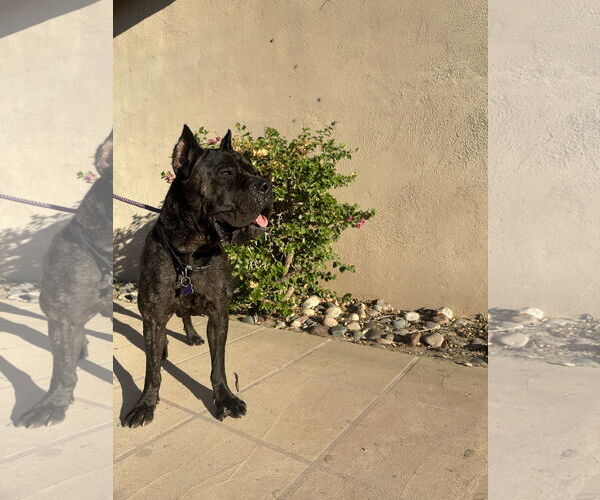 Medium Photo #7 Mutt Puppy For Sale in Goodyear, AZ, USA