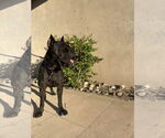 Small #6 Mutt