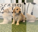 Small #5 Goldendoodle