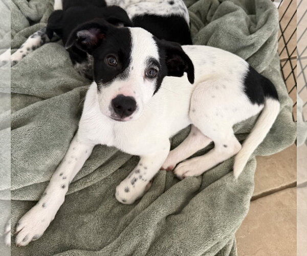 Medium Photo #2 Lab-Pointer Puppy For Sale in Plainfield, IL, USA