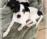 Small #1 Lab-Pointer