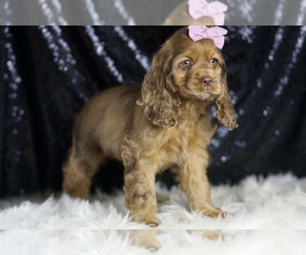 Medium Photo #4 Cocker Spaniel Puppy For Sale in WARSAW, IN, USA