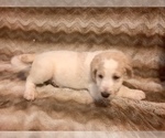 Small Photo #2 Goldendoodle-Poodle (Standard) Mix Puppy For Sale in BATON ROUGE, LA, USA