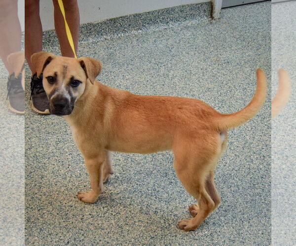 Medium Photo #2 Black Mouth Cur-Unknown Mix Puppy For Sale in Huntley, IL, USA
