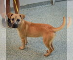 Small #1 Black Mouth Cur Mix