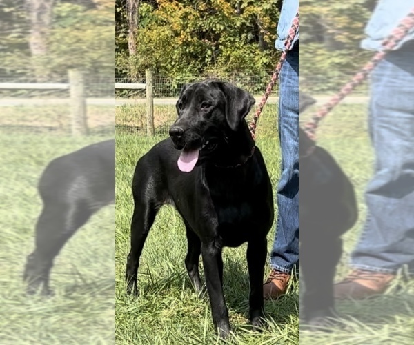 Medium Photo #4 Labrador Retriever Puppy For Sale in NEOLA, WV, USA