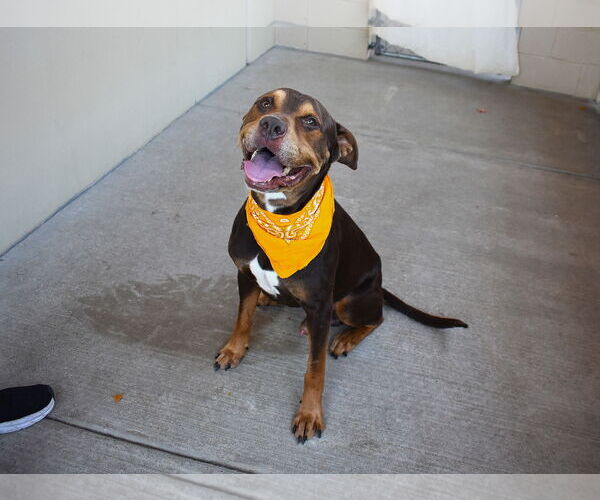 Medium Photo #1 Doberman Pinscher-Unknown Mix Puppy For Sale in McKinney, TX, USA