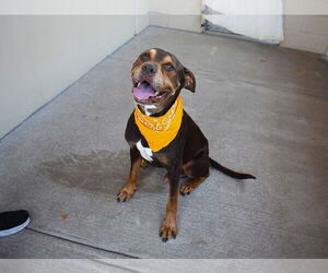 Doberman Pinscher-Unknown Mix Dogs for adoption in McKinney, TX, USA