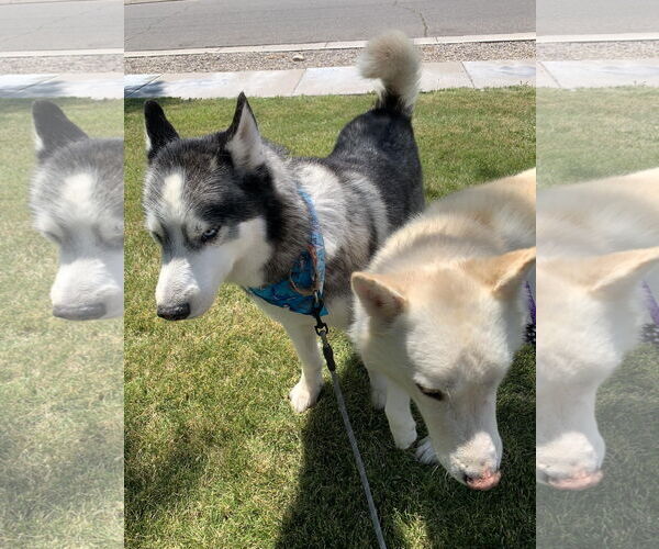 Medium Photo #3 Siberian Husky Puppy For Sale in Cedar Crest, NM, USA