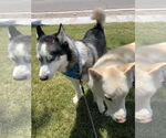 Small #2 Siberian Husky
