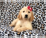 Small Photo #27 Goldendoodle Puppy For Sale in LAKELAND, FL, USA