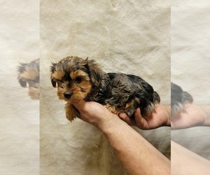 Yorkshire Terrier Puppy for sale in MANES, MO, USA