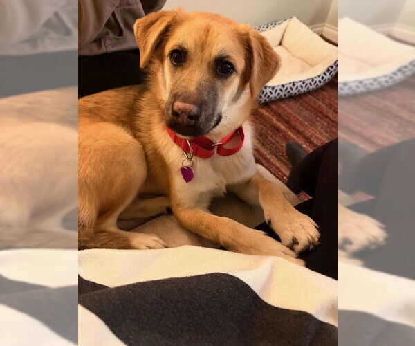 Medium Photo #1 German Shepherd Dog-Unknown Mix Puppy For Sale in Aurora, CO, USA