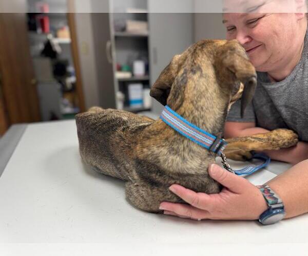 Medium Photo #20 Doberman Pinscher-Unknown Mix Puppy For Sale in Buffalo, MN, USA