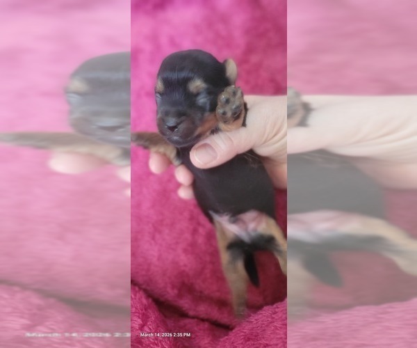 Medium Photo #126 Yorkshire Terrier Puppy For Sale in AKRON, OH, USA