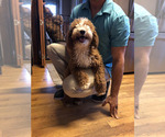 Small Photo #1 Goldendoodle (Miniature) Puppy For Sale in SAINT MARYS, KS, USA