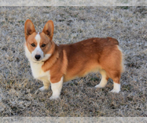 Father of the Pembroke Welsh Corgi puppies born on 07/26/2020