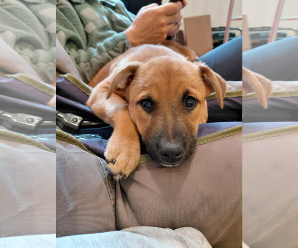 Medium Photo #10 Boxer-Unknown Mix Puppy For Sale in Holly Springs, NC, USA